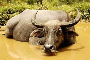 Water Buffalo Vietnam