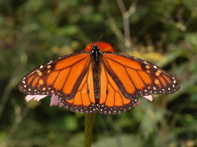 Monarch Butterfly