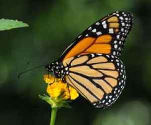 Monarch Butterfly