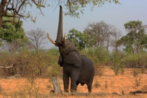 African elephant reaching up for leaves