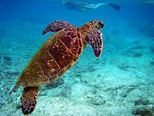 Green Sea Turtle