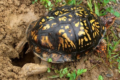 Eastern Box Turtle