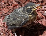 American Robin Baby