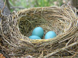 American Robin Eggs