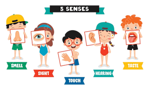 five senses