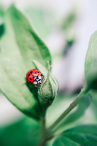 Bug Leaf