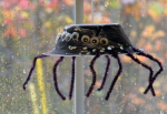 Hanging Spider Craft