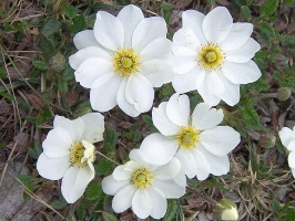 White Dryas